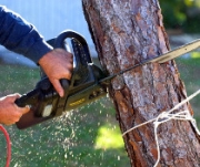 Angri, al via un piano per la messa in sicurezza e labbattimento di alberi