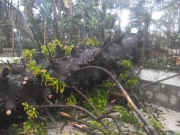 Angri, forte vento spezza albero secolare