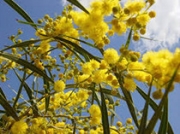 8 marzo, tanti auguri alle donne angresi