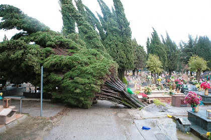 cimitero Angri, alberi abbattuti dal vento
