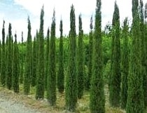 cipressi