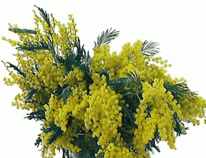 Buon 8 Marzo